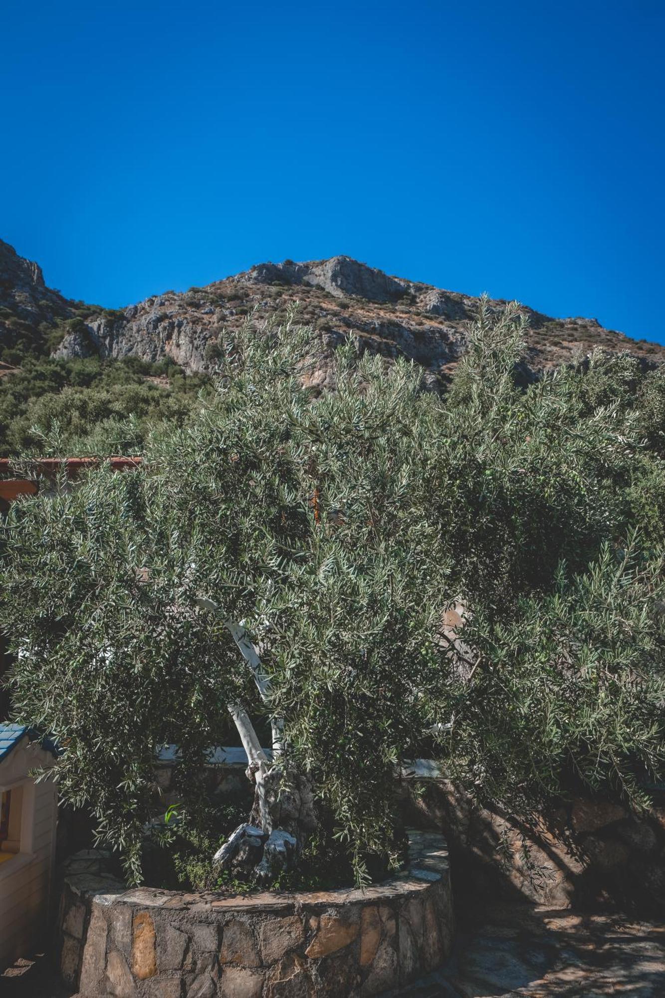 Natureland Efes Pension Selçuk Extérieur photo
