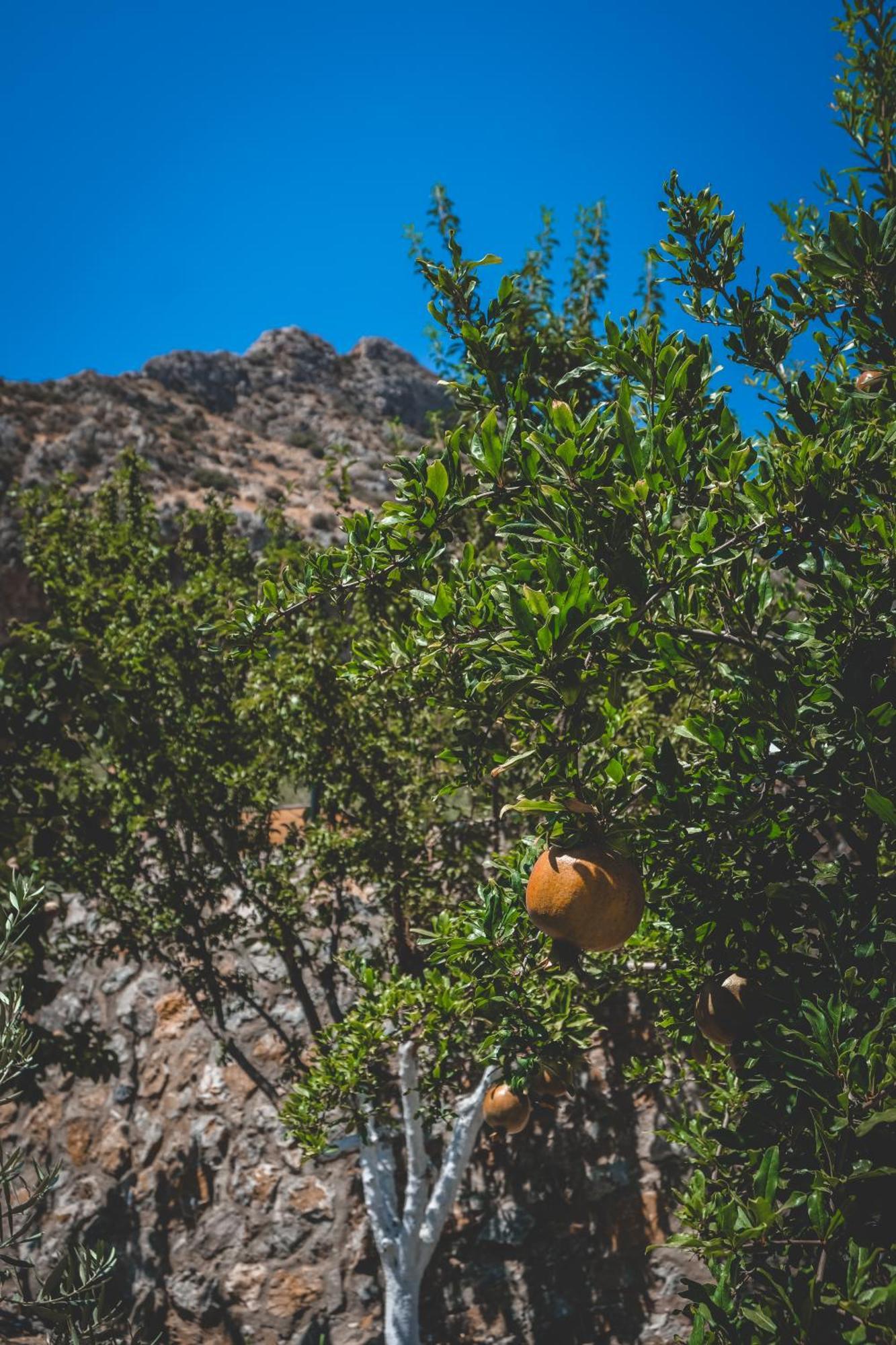 Natureland Efes Pension Selçuk Extérieur photo