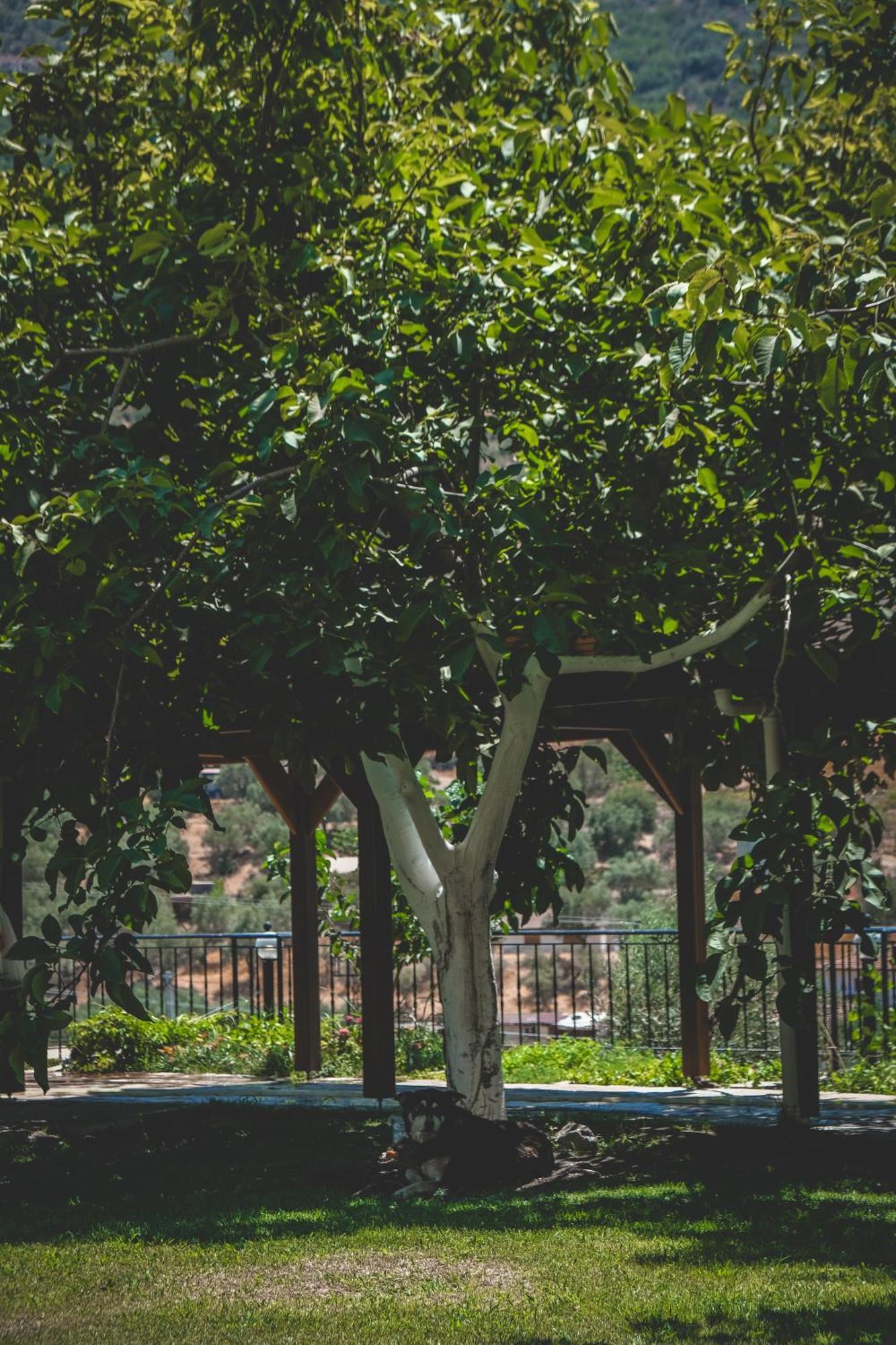 Natureland Efes Pension Selçuk Extérieur photo
